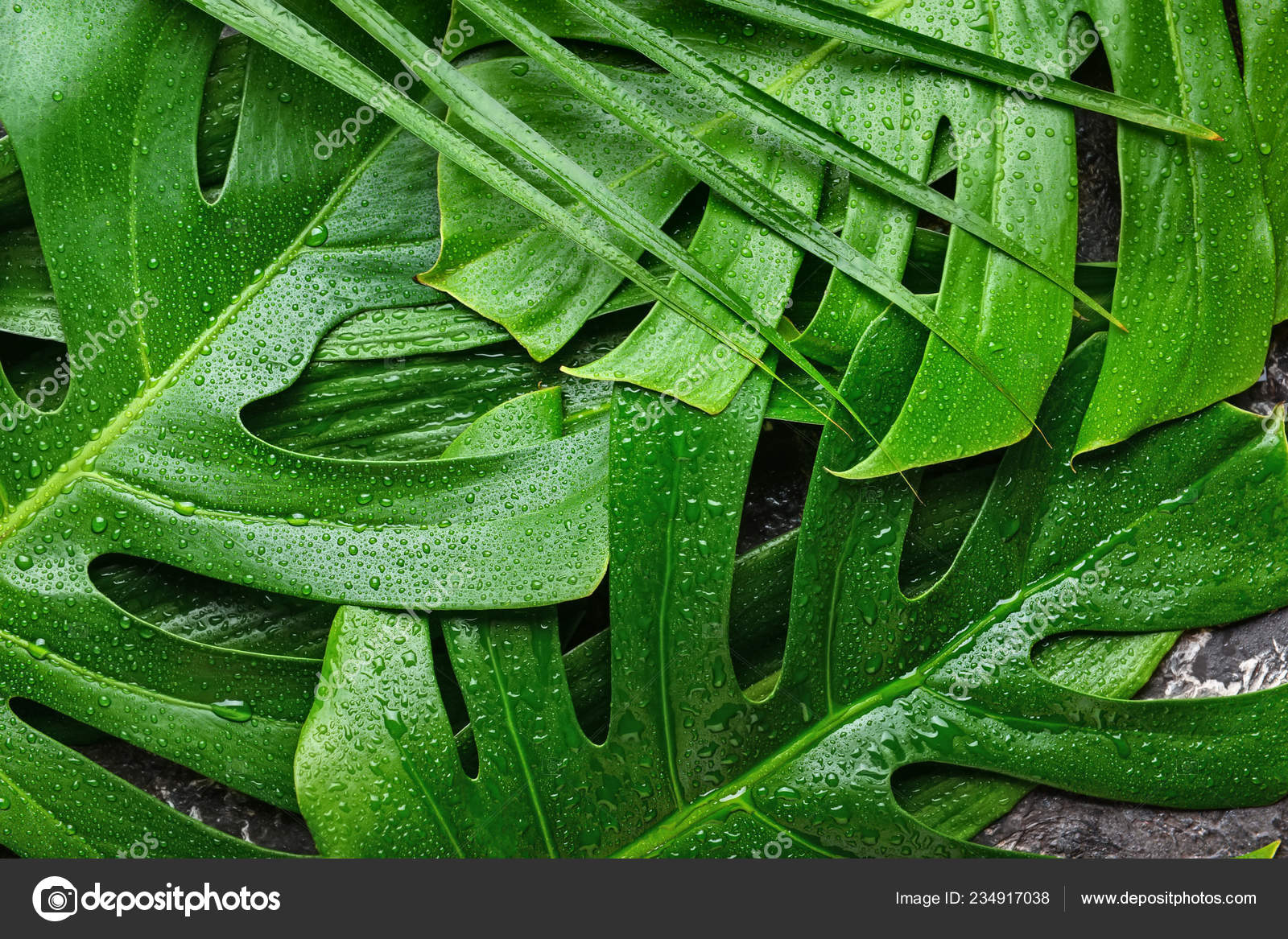 Green Tropical Leaves Background Stock Photo by ©serezniy 234917038