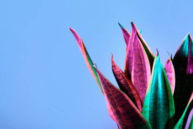 Sansevieria bitki renk arka plan üzerinde
