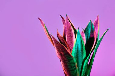 Sansevieria bitki renk arka plan üzerinde