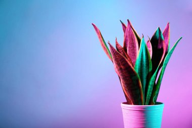 Sansevieria bitki pot renk arka plan üzerinde