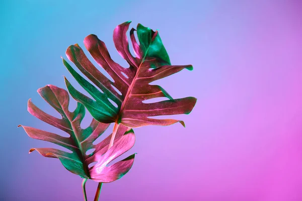 Renkli Arkaplanda Taze Tropikal Yapraklar — Stok fotoğraf