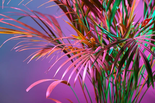 Palmo Tropicale Sfondo Colori — Foto Stock