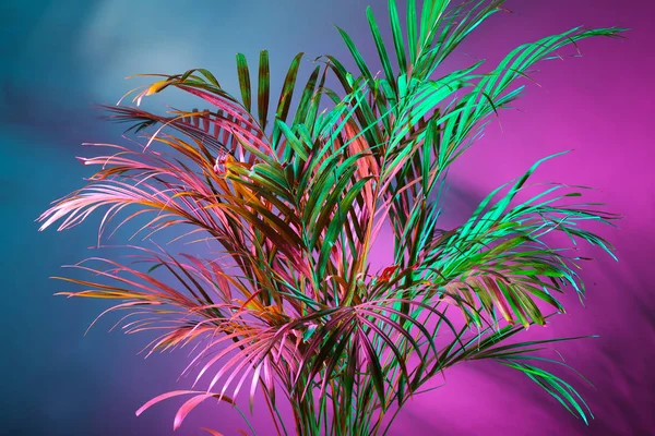 Palmo Tropicale Sfondo Colori — Foto Stock