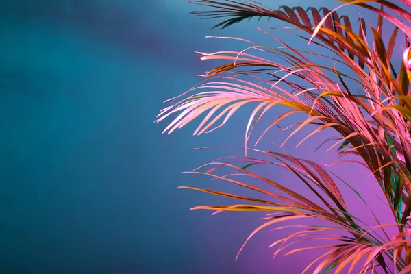 Palmo Tropicale Sfondo Colori — Foto Stock