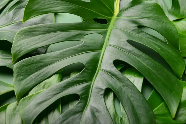 Green Tropical Leaves Closeup — Stock Photo, Image