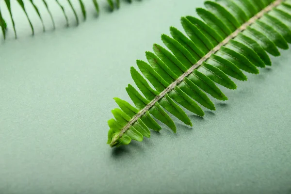 Green Tropical Leaf Color Background Closeup — Stock Photo, Image