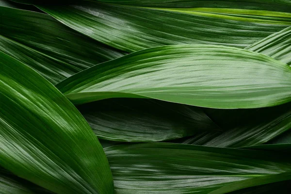 Green Tropical Leaves Background — Stock Photo, Image