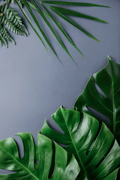 Gröna Tropiska Lämnar Färg Bakgrunden — Stockfoto