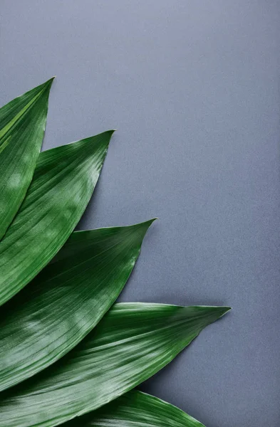 Grüne Tropische Blätter Auf Farbigem Hintergrund — Stockfoto