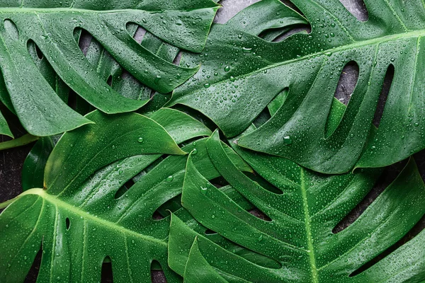 Green Tropical Leaves Background — Stock Photo, Image