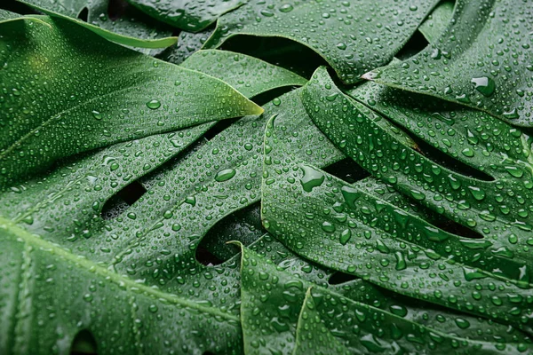 Grüne Tropische Blätter Als Hintergrund — Stockfoto