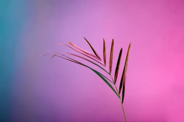 彩色背景上的热带叶 — 图库照片