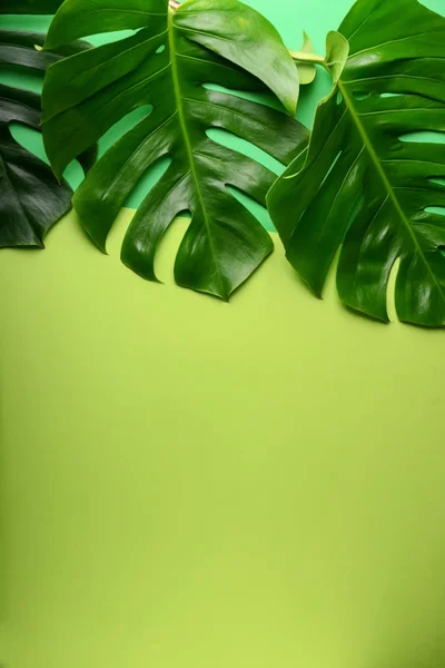 Tropische Bladeren Kleur Achtergrond — Stockfoto