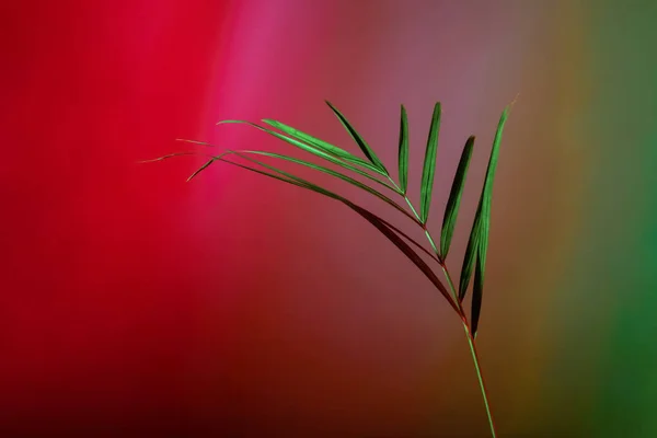 Renk Arka Plan Üzerinde Tropikal Yaprak — Stok fotoğraf