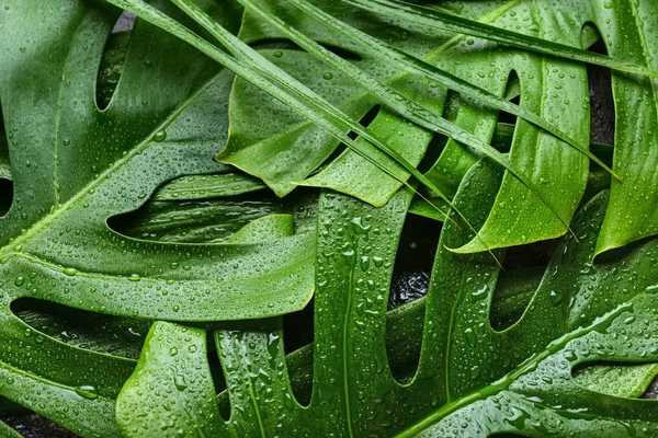 Зелене Тропічне Листя Фон — стокове фото