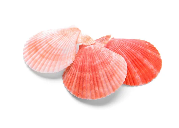 白い背景の上の美しい貝殻 — ストック写真