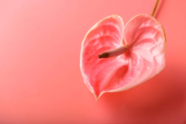 Schöne Aktuelle Blume Auf Korallenhintergrund — Stockfoto