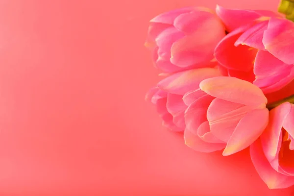 Csokor Friss Tulipán Korall Háttér — Stock Fotó