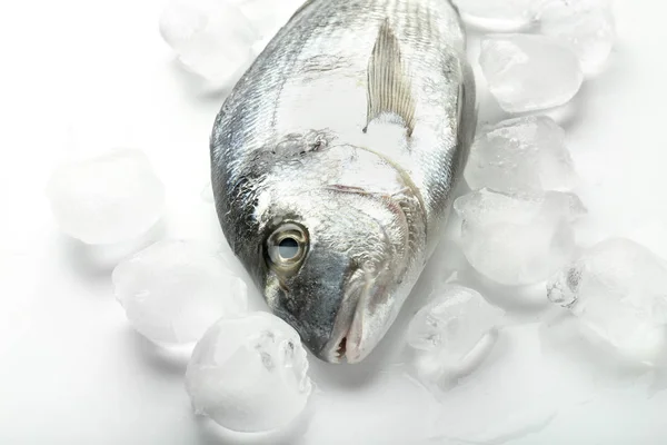 Fresh Dorado Fish Ice White Background — Stock Photo, Image