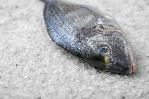 Fresh Dorado Fish Salt Closeup — Stock Photo, Image