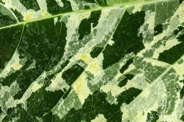 Texture Plant Leaf Closeup — Stock Photo, Image