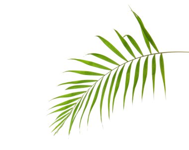 Beyaz arkaplanda tropik palmiye yaprağı