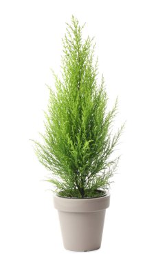 Limon selvi ağacı bitki beyaz arka plan üzerinde