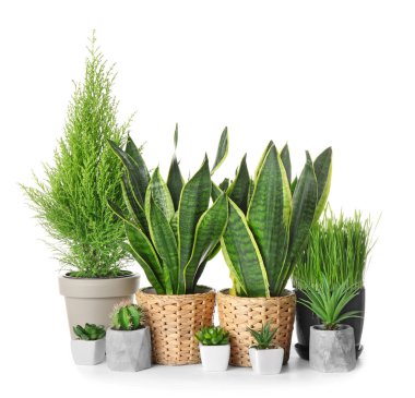 Different houseplants on white background clipart