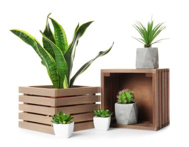 Beyaz arka plan üzerinde farklı houseplants