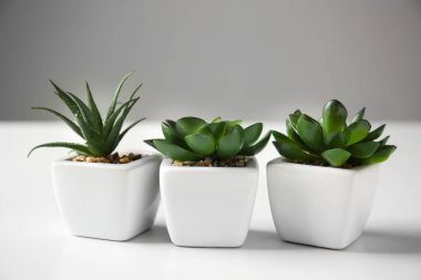 Tencere succulents beyaz tablo ile