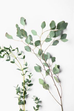 Beyaz arka plan üzerinde tropik bitkilerin dalları