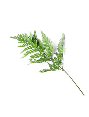 Beyaz Arkaplanda Yeşil Eğrelti Yaprağı