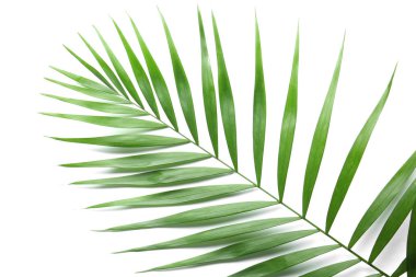 Beyaz arkaplanda tropik palmiye yaprağı