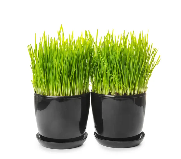 Wheat Grass Sprouts Pots White Background — Stock Photo, Image