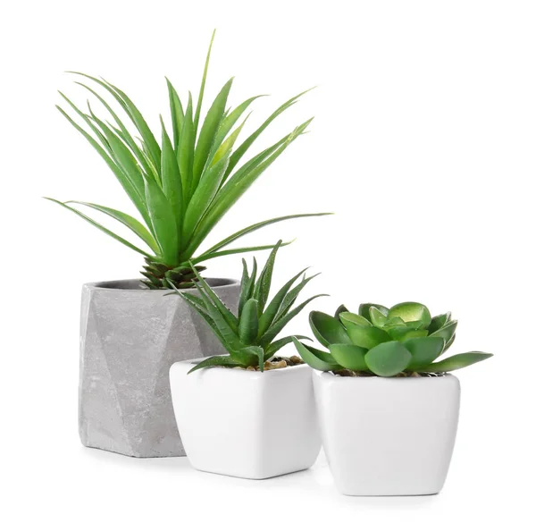 Plantas Sala Diferentes Fundo Branco — Fotografia de Stock