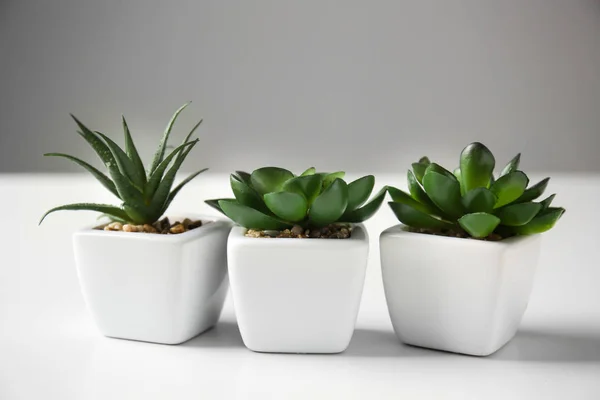 Pot Dengan Succulents Atas Meja Putih — Stok Foto