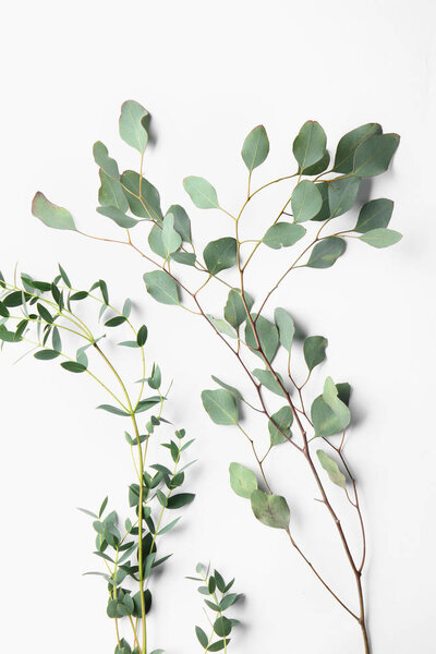 Branches of tropical plants on white background