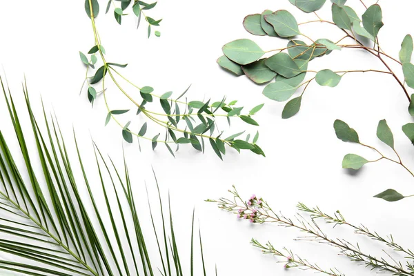 Beyaz Arka Plan Üzerinde Farklı Bitkiler — Stok fotoğraf