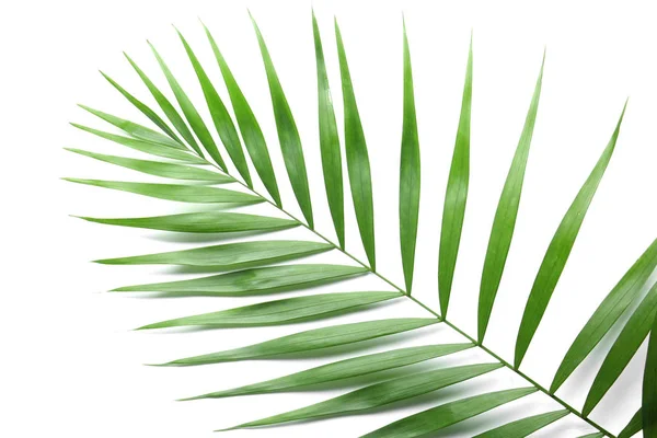 Tropical Palm Leaf White Background — Stock Photo, Image