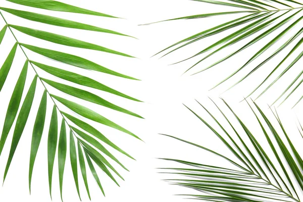 Tropische Palmbladeren Witte Achtergrond — Stockfoto