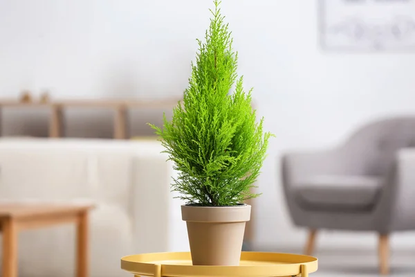 Зелене Кедрове Дерево Жовтому Столі Кімнаті — стокове фото