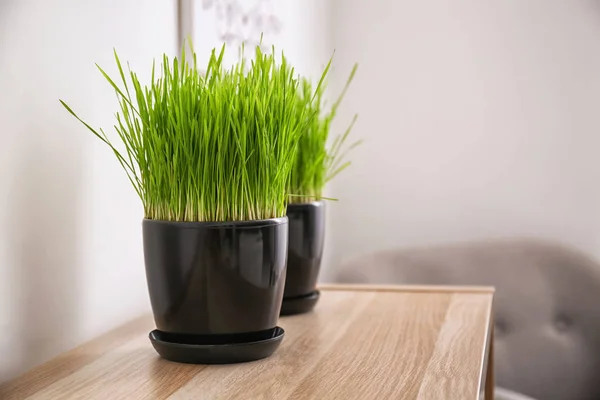 Pots Green Grass Wooden Table Room — Stock Photo, Image