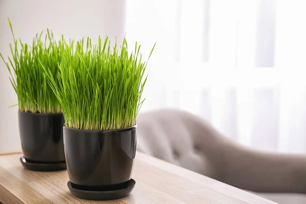 Pots Green Grass Wooden Table Room — Stock Photo, Image