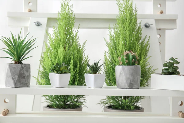 stock image Different green plants on white shelves