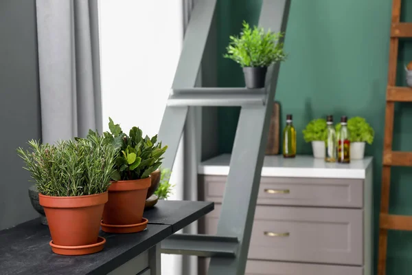 Pots with green plants on table in kitchen