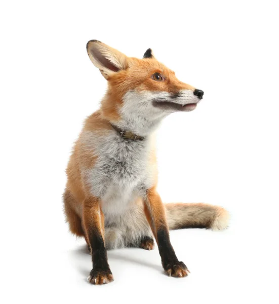 Ładny Zabawny Fox Białym Tle — Zdjęcie stockowe