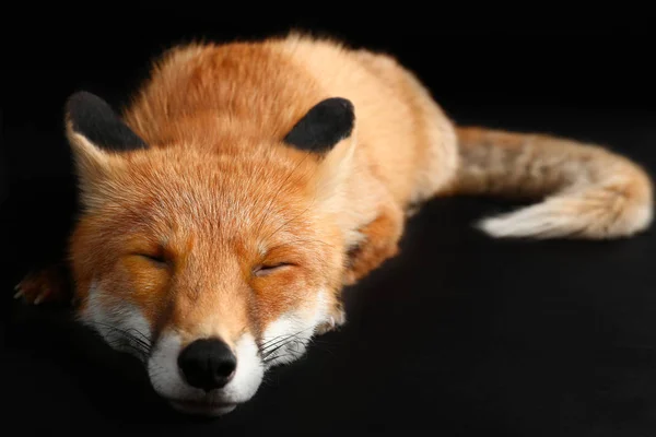 Lindo Zorro Divertido Sobre Fondo Oscuro —  Fotos de Stock