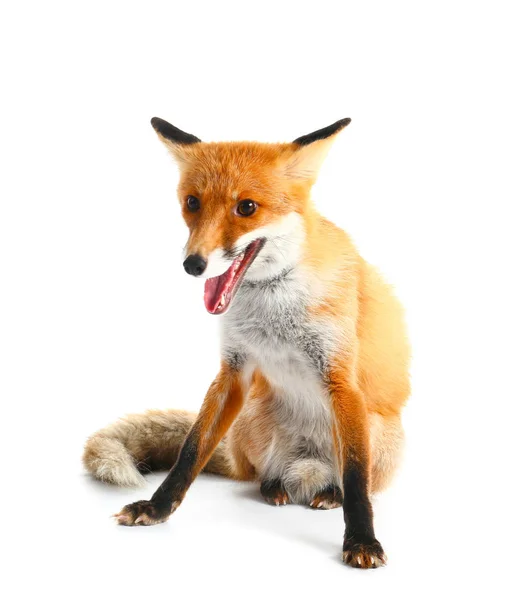 Roztomilý Funny Fox Bílém Pozadí — Stock fotografie