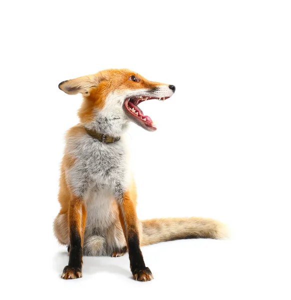 Leuke Grappige Fox Witte Achtergrond — Stockfoto