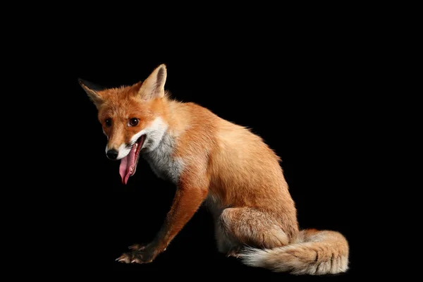 Ładny Zabawny Fox Ciemnym Tle — Zdjęcie stockowe